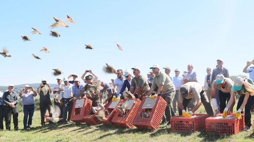 Kırklareli’nde 2 Bin Adet Keklik Doğaya Bırakıldı