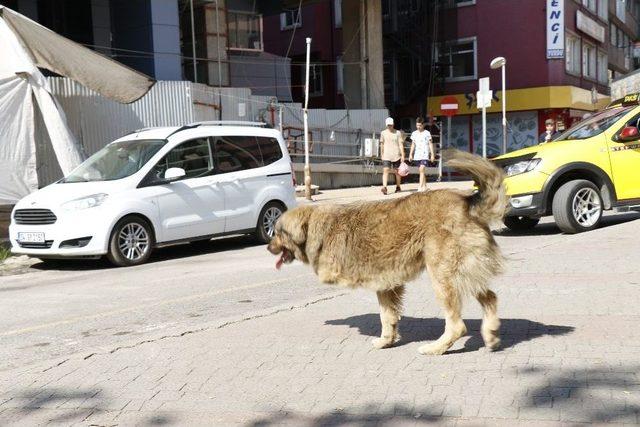 (&ouml;zel) &Uuml;&ccedil; Ayağıyla Caddelerin Maskotu Oldu 2