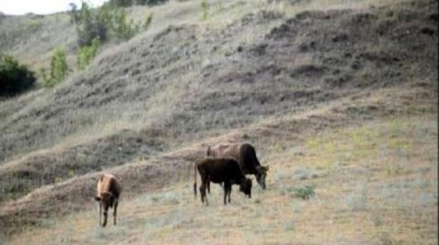 Fao Iklim Değişikliğinin Havyan Hastalıklarına Etkilerine Cevap Aramak I&ccedil;in Toplanıyor