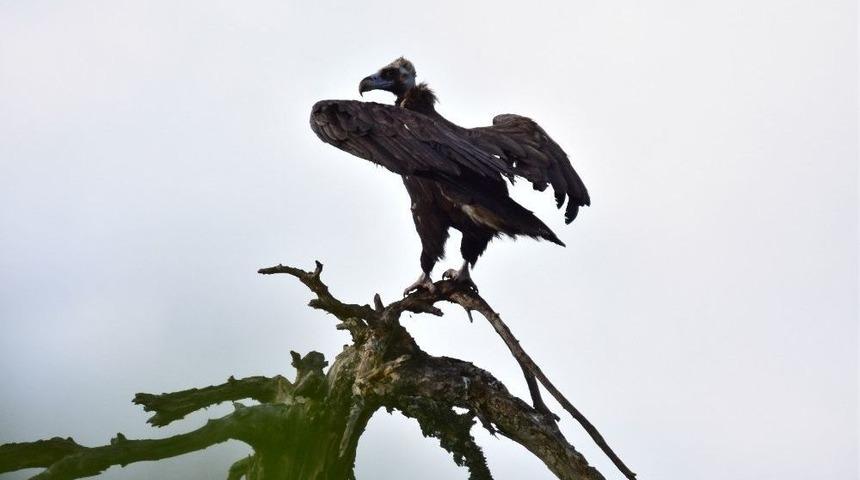 Nesli T&uuml;kenme Tehlikesindeki Kara Akbaba &Ccedil;oğalıyor