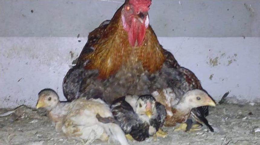 Civcivlerin &Uuml;zerine Tavuk Yerine Horoz Yattı