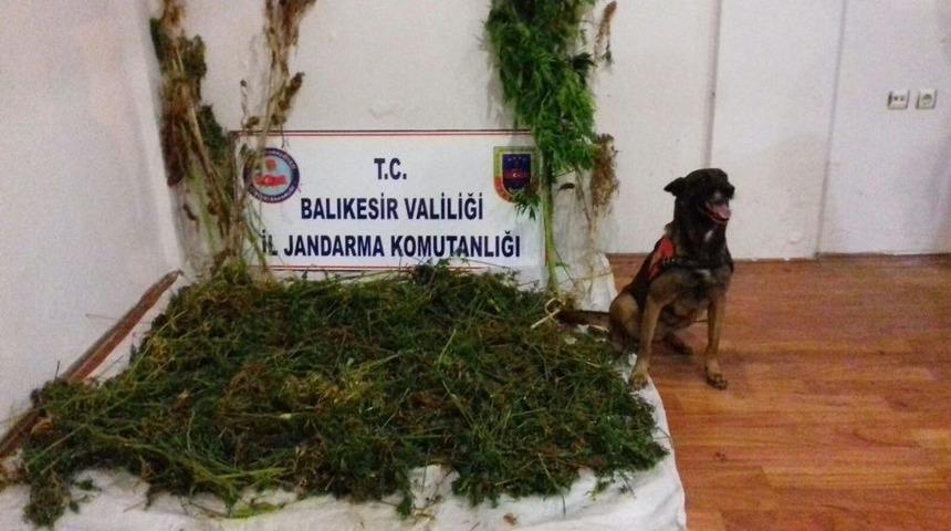 Jandarmadan Zehir Tacirlerine Baskın