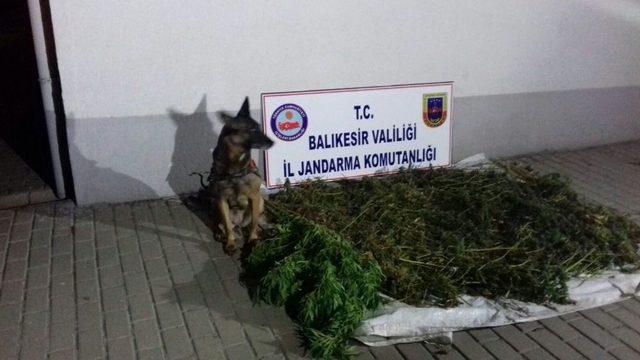 Jandarmadan Zehir Tacirlerine Baskın