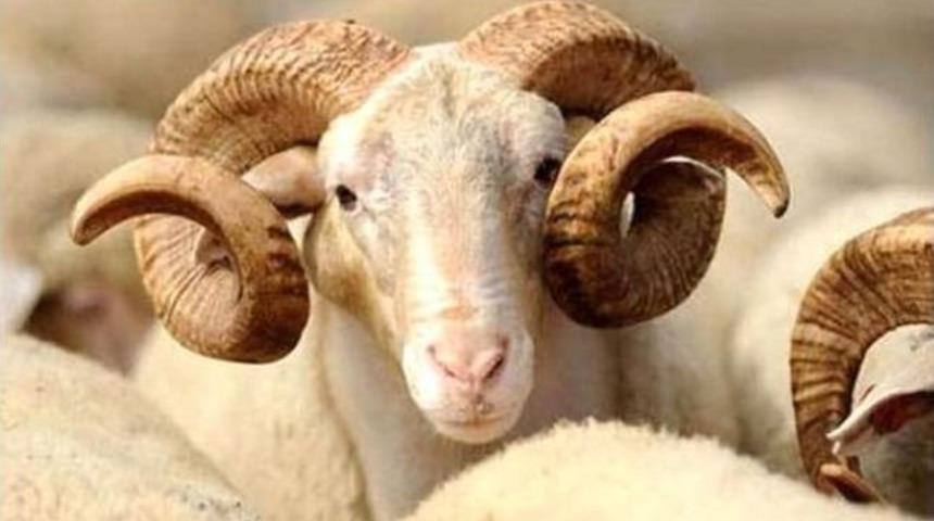 Antalya, 185 Bin K&uuml;&ccedil;&uuml;k, 11 Bin B&uuml;y&uuml;kbaş Kurban Kesecek