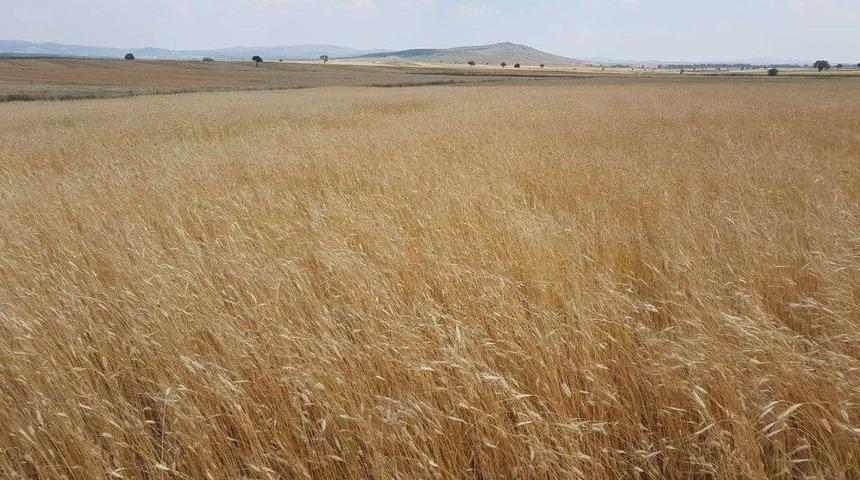 3 Bin Yıllık Siyez Buğdayının Hasadı Yapıldı