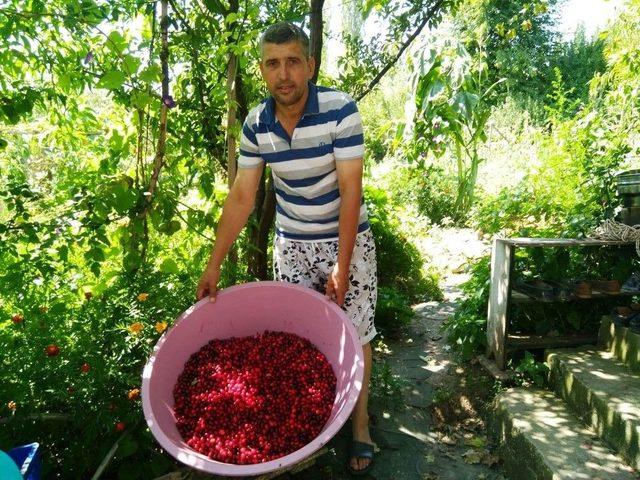 Çekirdekten Yetiştiriyor, Üretiyor, Satıyor