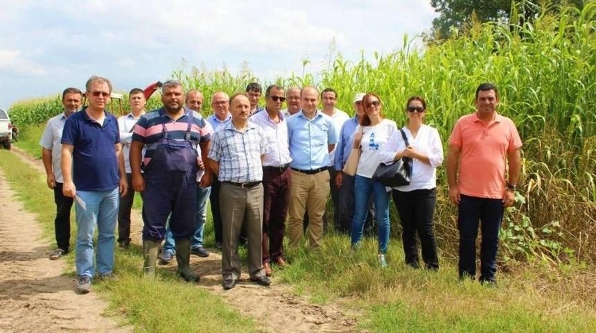 Sorgum Ve Sudan Otunun İlk Hasadı Yapıldı