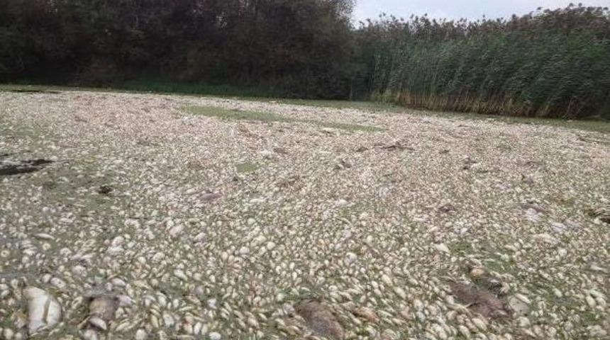 Karacabey'deki Balık &Ouml;l&uuml;mleri Tehlikeli Boyutta