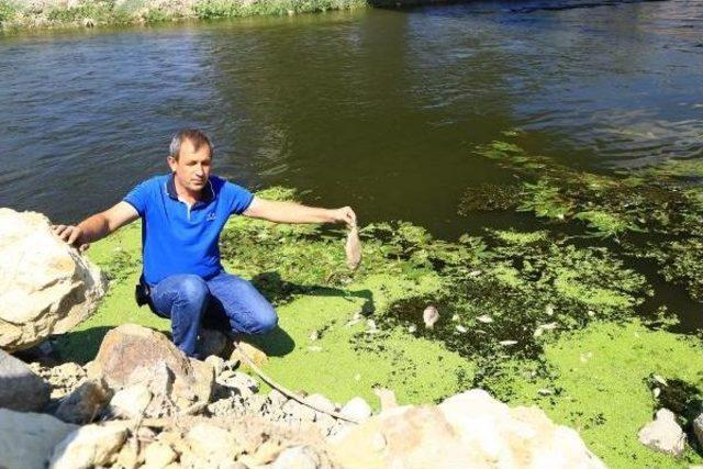 Karacabey'deki Balık Ölümleri Tehlikeli Boyutta