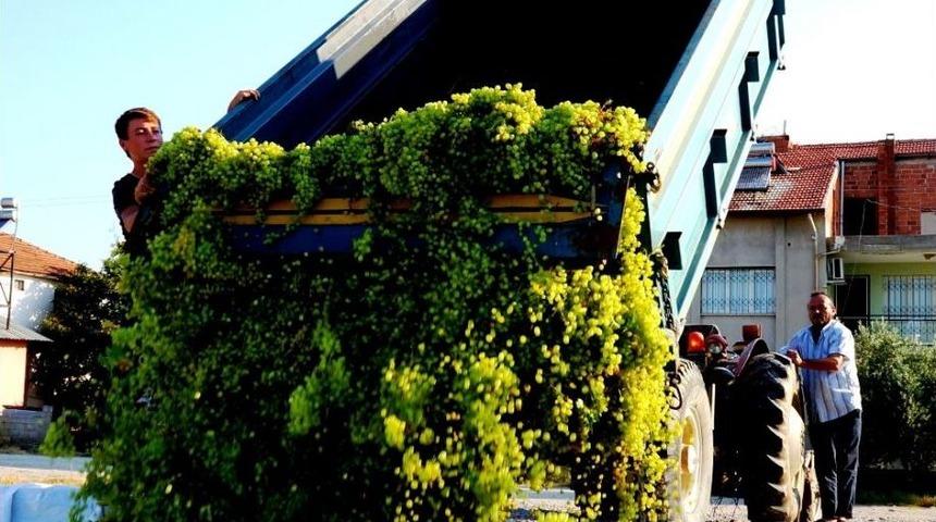 Sarıgöl’de Şaraplık Üzüm Alımları Başladı