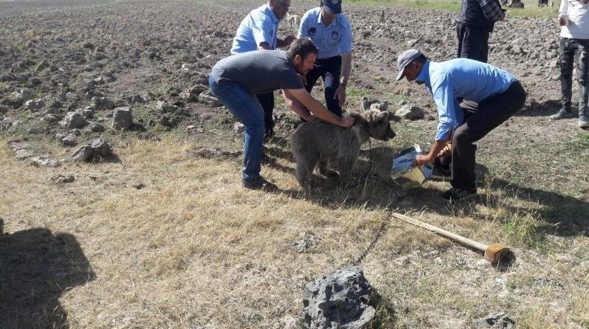 Yiyecek Arayan Yavru Ayının Kafası Tenekeye Sıkıştı