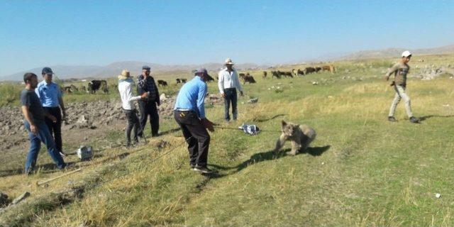 Yiyecek Arayan Yavru Ayının Kafası Tenekeye Sıkıştı