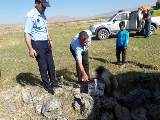 Yiyecek Arayan Yavru Ayının Kafası Tenekeye Sıkıştı