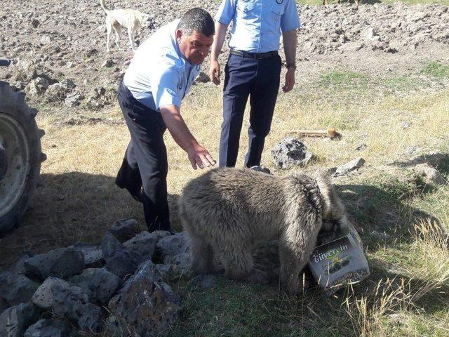 Yiyecek Arayan Yavru Ayının Kafası Tenekeye Sıkıştı