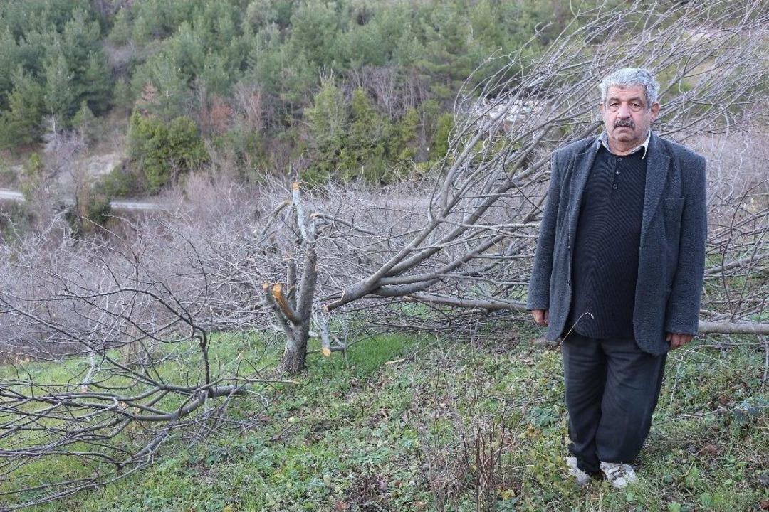 72 Meyve Ağacını Kestiler