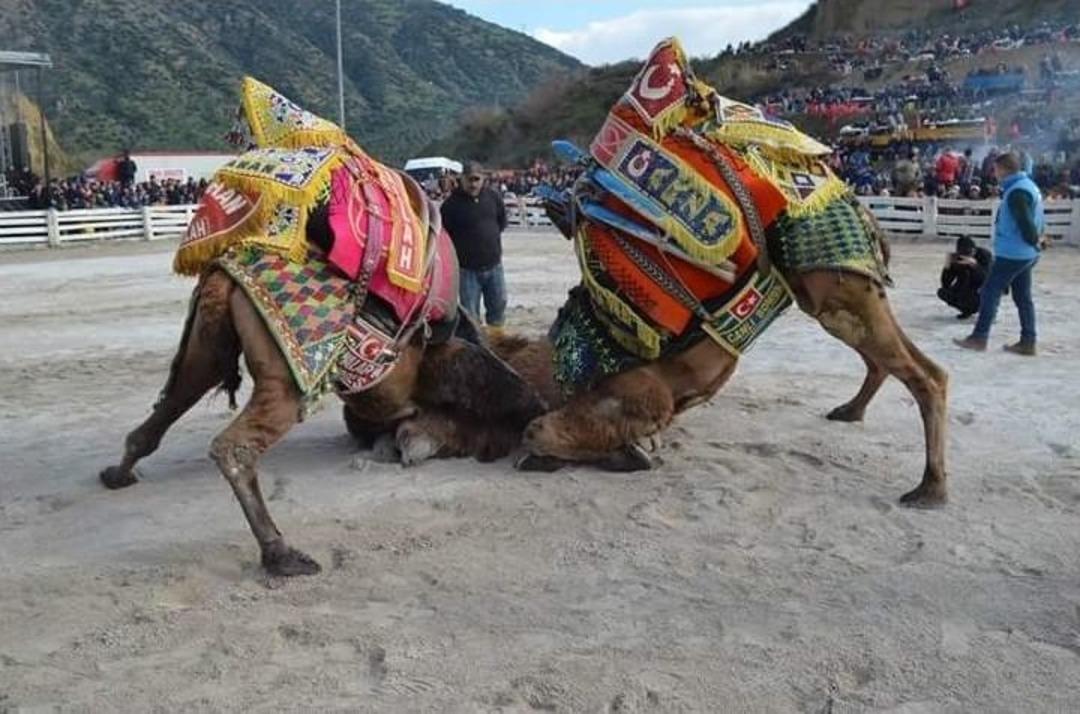 Germencik&rsquo;te 70 Yıllık Gelenek Binlerce Kişinin Katılımı İle Devam Etti