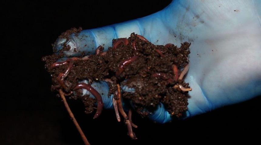 Solucan G&uuml;bresi İle &Uuml;retimde Y&uuml;zde 30 Artış Sağladı