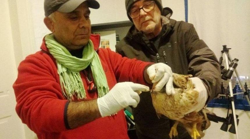 Doğada Yaralı Halde Bulunan Kızıl Şahin Tedavi Altına Alındı