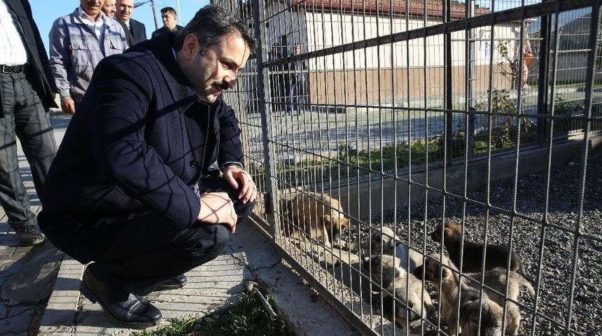 Başkan Eroğlu, Hayvanseverleri Barınağı Gezmeye Davet Etti
