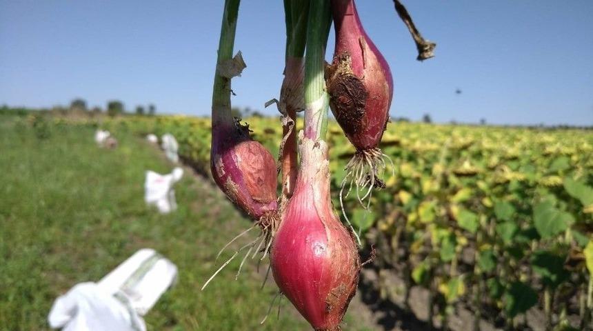 Kuru Soğanda Üzücü Tablo