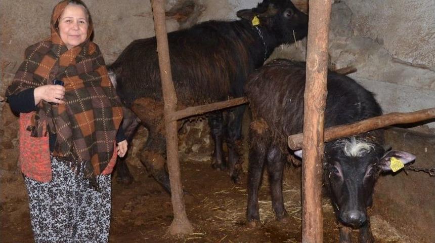 İnönü’de Manda Yetiştiriciliği Azalıyor