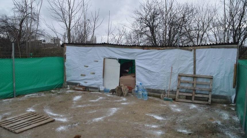 &ldquo;can Evi&rdquo; Sokak Hayvanlarına Yuva Oldu