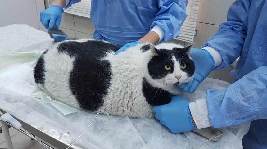 (özel Haber)18 Kiloluk Kedi Görenleri Hayrete Düşürüyor