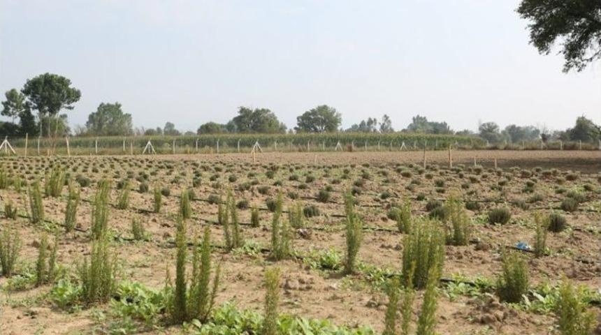 Bolu’da 20 Dönümlük Arazide ‘tıbbi Aromatik Bitkiler Bahçesi’ Kuruldu