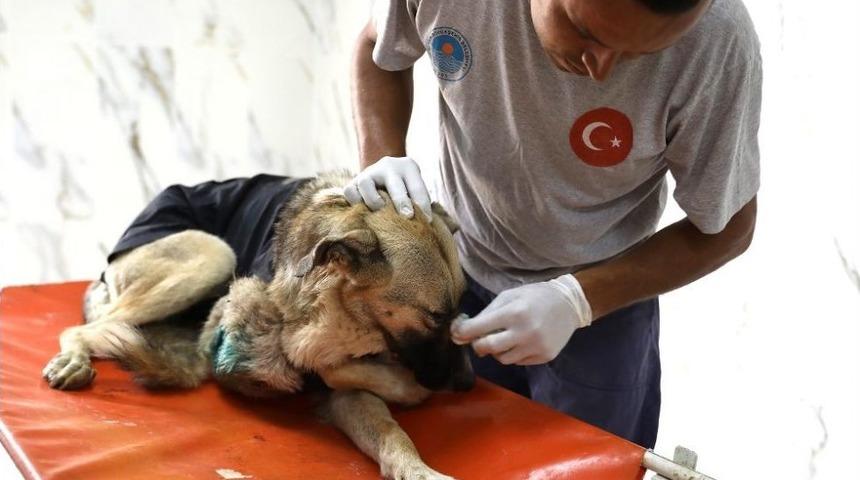 Mersin’de Ayağından Vurulan Köpeğe Büyükşehir Ekipleri Müdahale Etti