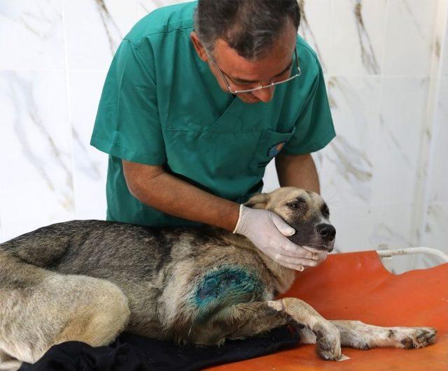 Mersin’de Ayağından Vurulan Köpeğe Büyükşehir Ekipleri Müdahale Etti