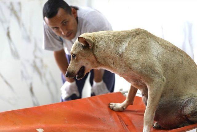 Mersin’de Ayağından Vurulan Köpeğe Büyükşehir Ekipleri Müdahale Etti