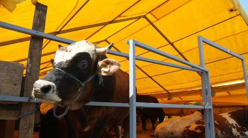 Ey&uuml;psultan, Kurban Bayramı&rsquo;na Hazır