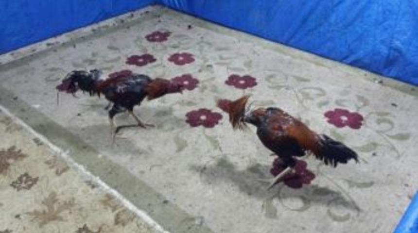 Kavurmacı G&ouml;r&uuml;n&uuml;ml&uuml; İşletmede Horoz D&ouml;v&uuml;ş&uuml;