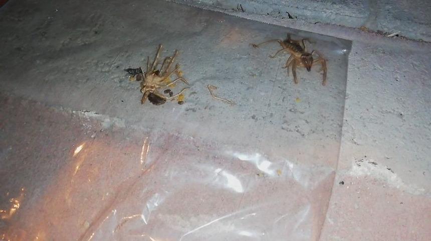 Ereğli&rsquo;de Vatandaşları Et Yiyen &rsquo;sarıkız&rsquo; &Ouml;r&uuml;mceği Korkusu Sardı