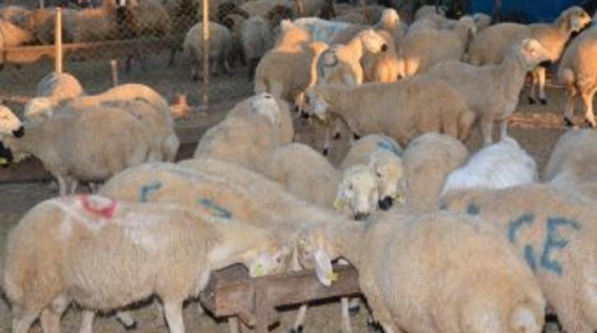 Osmaniye’de Kurban Satış Fiyatları Belirlendi