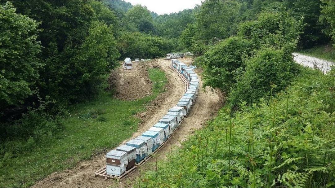 Bal Ormanlarında Hasat Tamamlandı