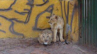 Cumhurbaşkanı Erdoğan’a Hediye Edilen Aslanlara Yoğun İlgi