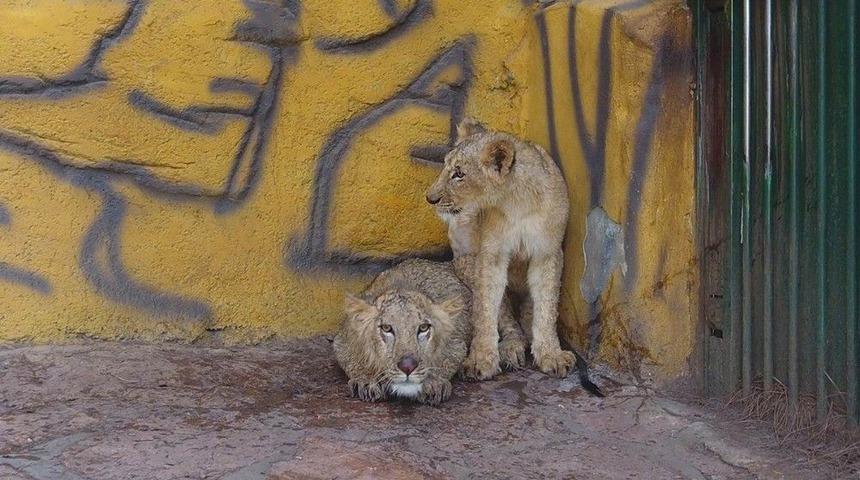 Cumhurbaşkanı Erdoğan’a Hediye Edilen Aslanlara Yoğun İlgi