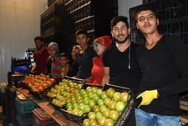 Yayla Domatesi Yeşil Olarak Ihraç Ediliyor