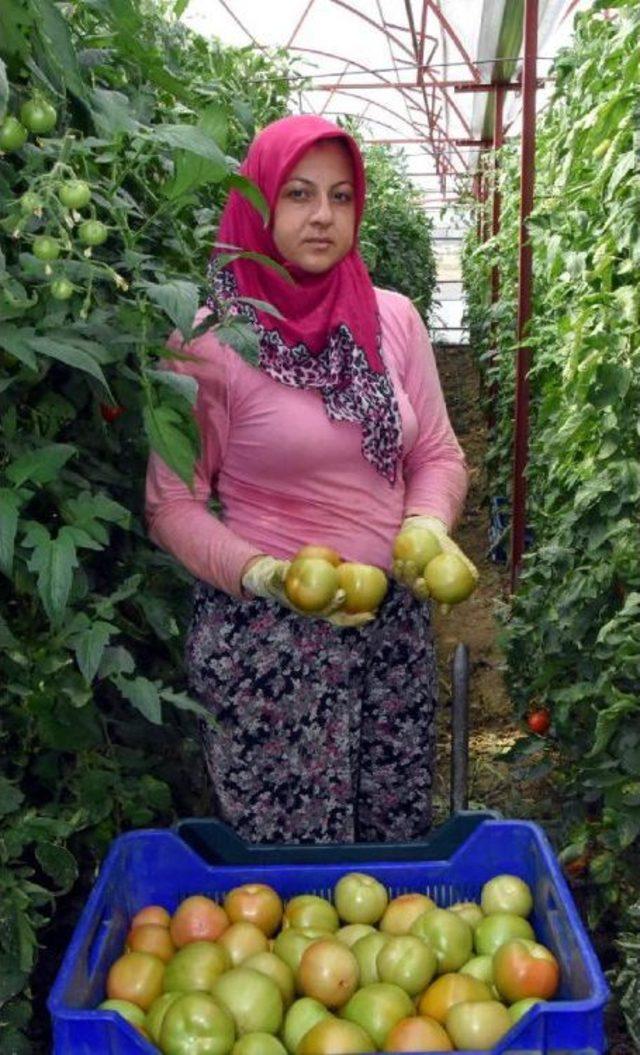 Yayla Domatesi Yeşil Olarak Ihraç Ediliyor