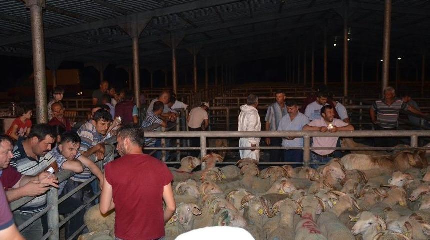 Damızlık Koçlar Yetiştiricilere Teslim Edildi