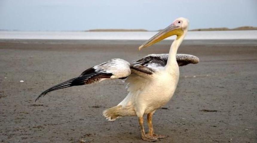 Tedavi Edilen Pelikan Doğaya Bırakıldı