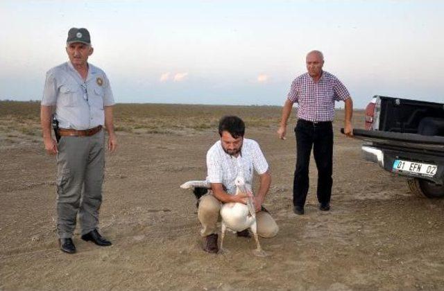 Tedavi Edilen Pelikan Doğaya Bırakıldı