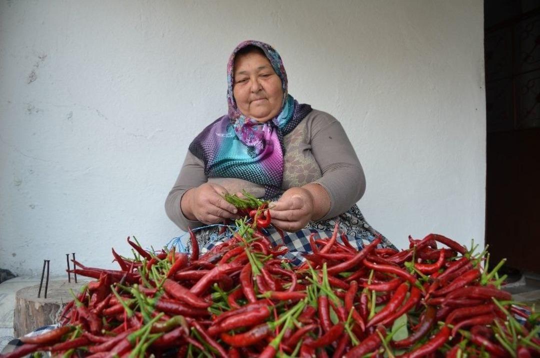 Bu K&ouml;yde Senede 100 Ton Pul Biber &Uuml;retiliyor