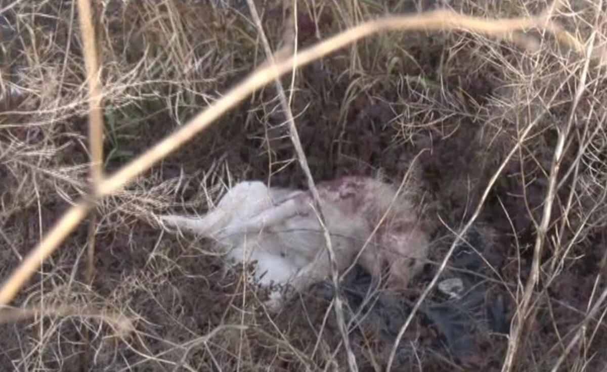 Vicdansız S&uuml;r&uuml;c&uuml; &Ouml;l&uuml;me Terk Etti