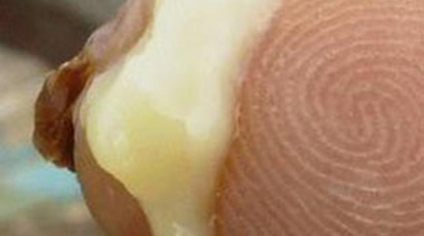 Cinsel g&uuml;c&uuml; artıran 18 bitki