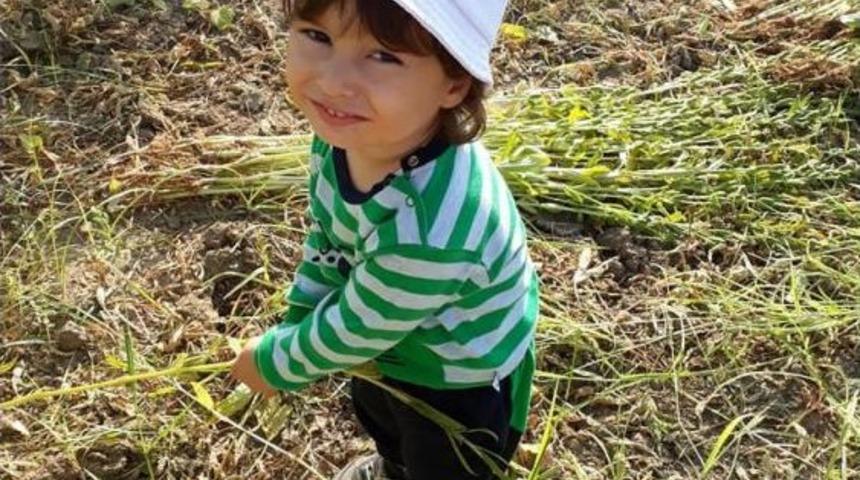 Aydın&rsquo;da Susam Hasadı Erken Başladı