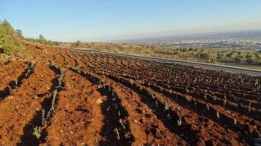 Resul Osman Mesire Alanında Lavanta Ormanı Kuruluyor