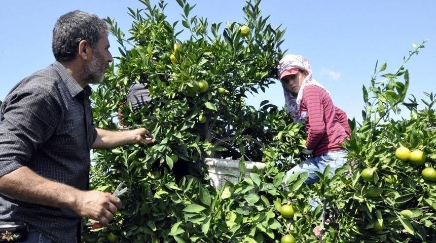 Hatay&rsquo;da Mandalina Hasadına Başlandı