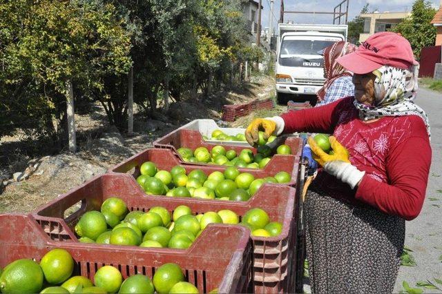 Hatay’da Mandalina Hasadına Başlandı